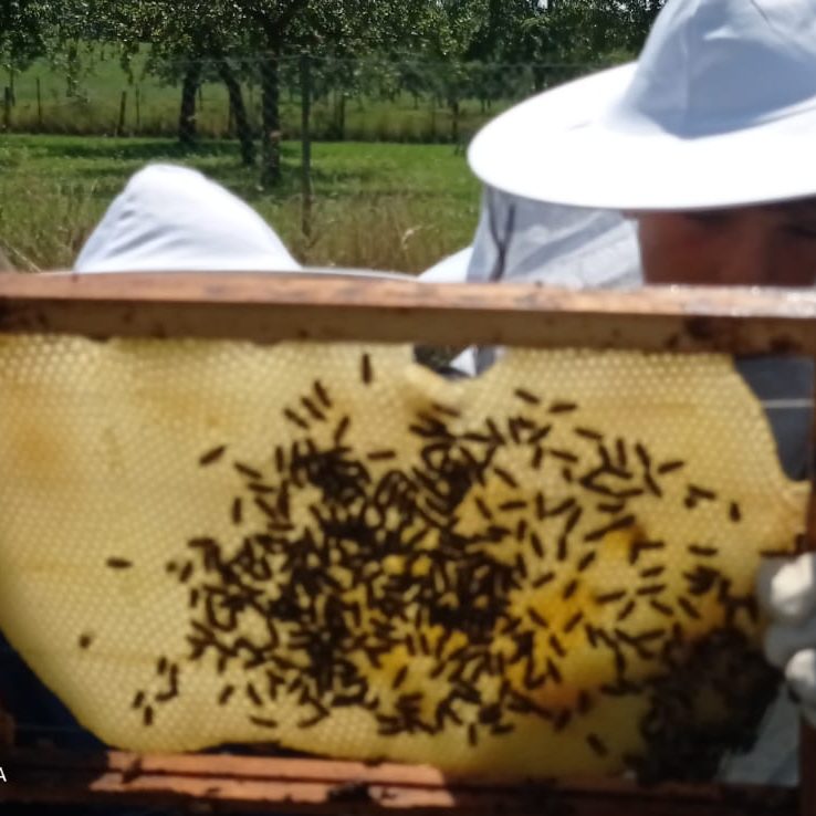 Neue Bienenwabe mit Bienen